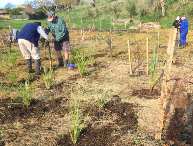 Tying stakes 1. Cambridge Tree Trust